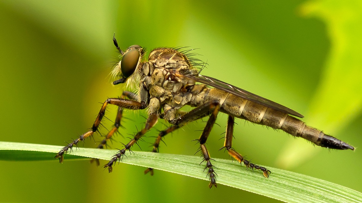 Licht und Insekten: Geeignete Lampen schützen den natürlichen Lebensrhythmus