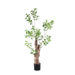 Tree Green Triangularis ต้นไม้ในกระถาง 180 cm