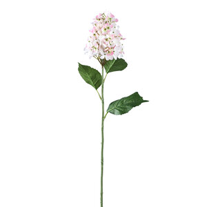 ดอกไฮเดรนเยียสีชมพู กิ่งไฮเดรนเยีย